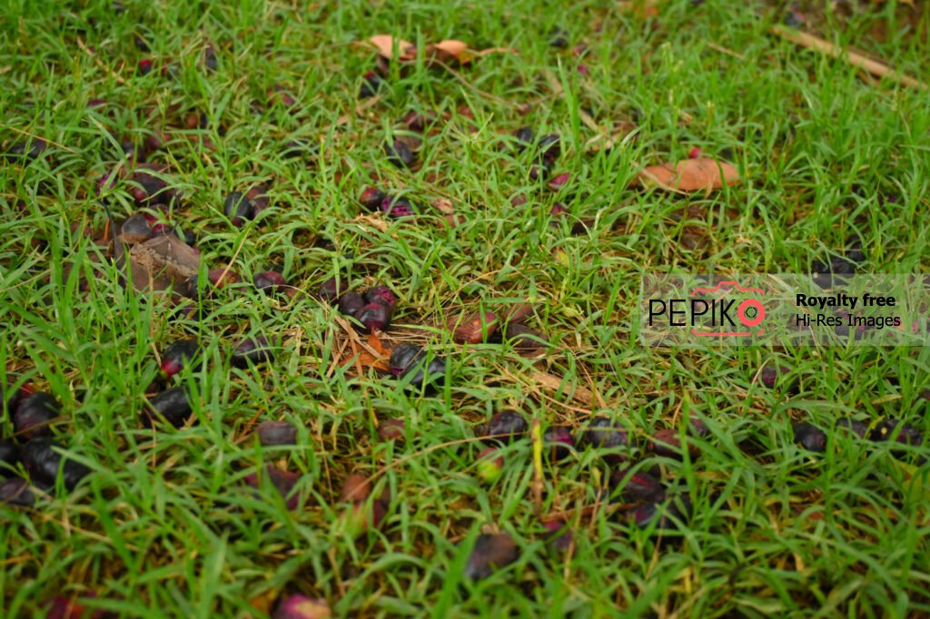 
									Grassland full of fallen black plums
