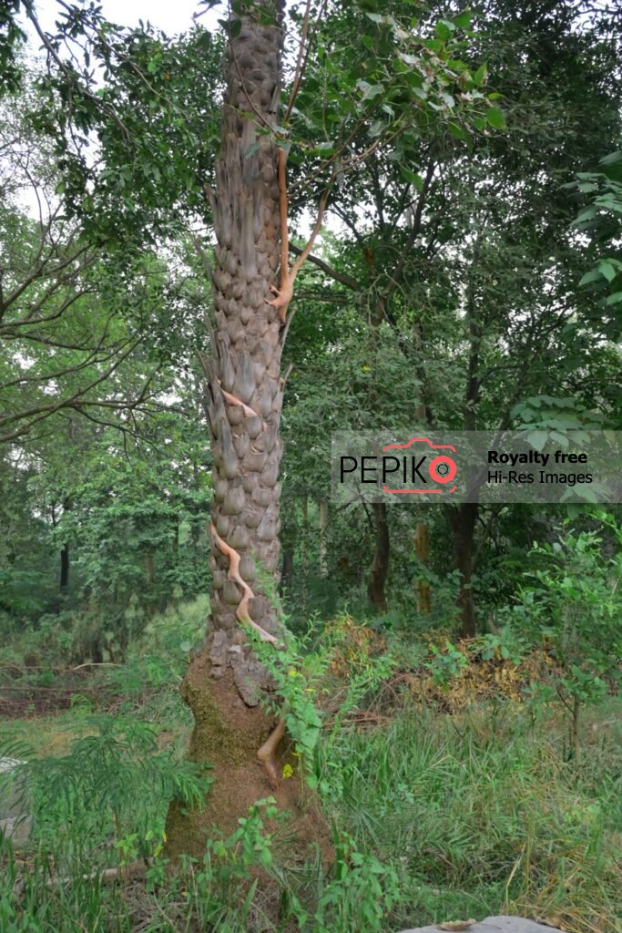 
									Strange two trees merged into one tree