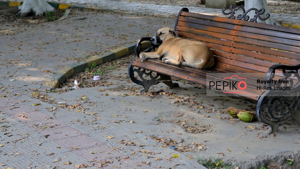 Another Funny picture of a dog sleeping on bench in public park
