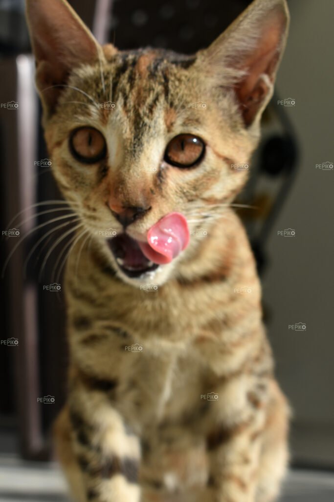 
									Out of focus / blurred picture of brown little cat / kitty