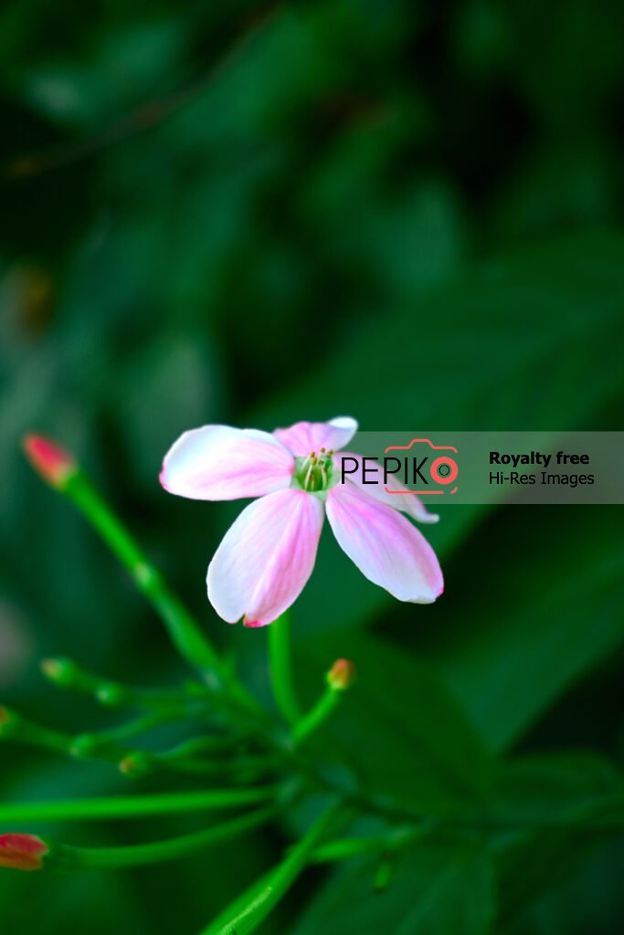 
									Closeup of vibrant pink flower with green leaves in background