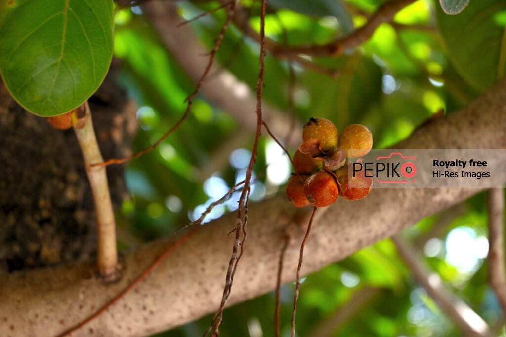 
									Picture of wild berries in woods