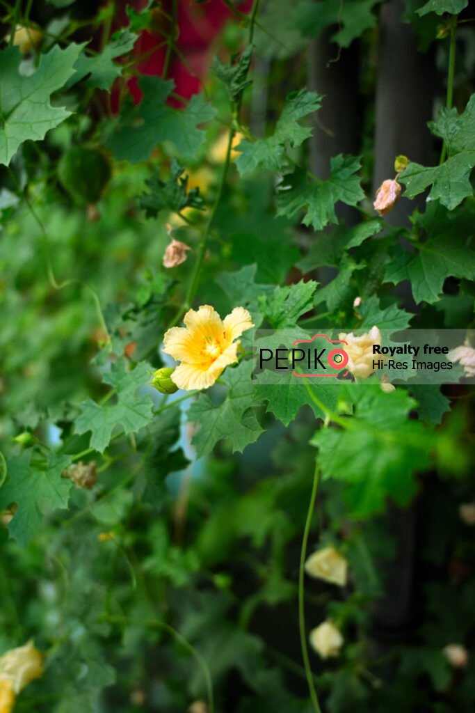 
									Beautiful yellow flower with green leaves
