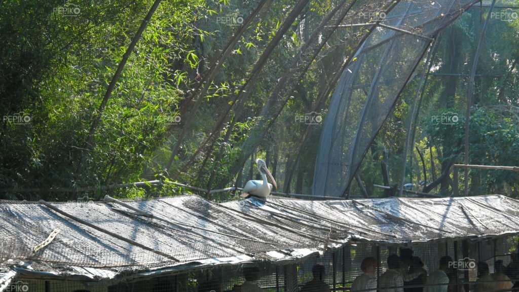 Picture of spot billed pelican / large bird in zoo at Chandigarh Punjab