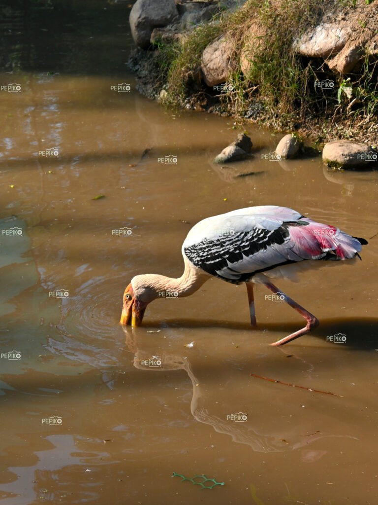 Picture of painted stork / big bird in zoo at Chandigarh Punjab