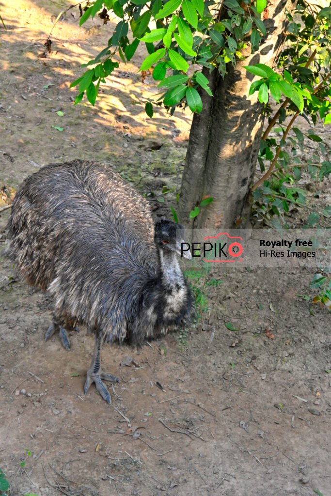 Picture of black emu / large bird in zoo at Chandigarh Punjab