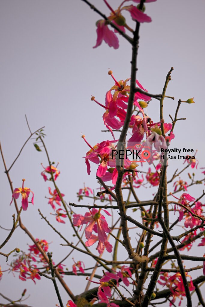 Beautiful bunch / branch of pink flowers in autumn