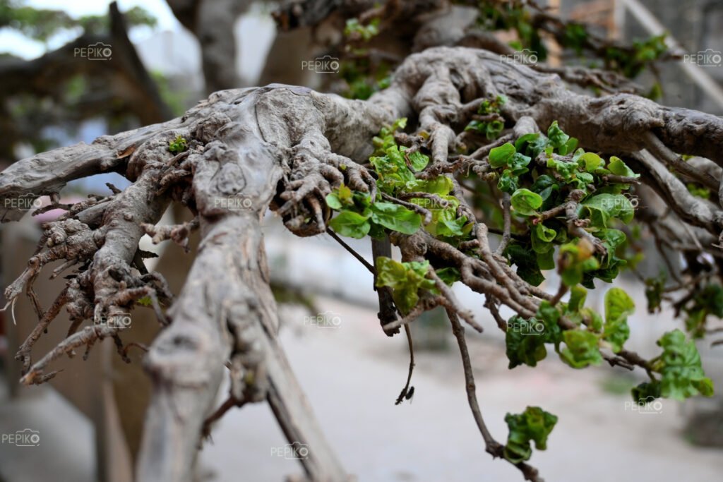 
									Closeup of dry tree branches