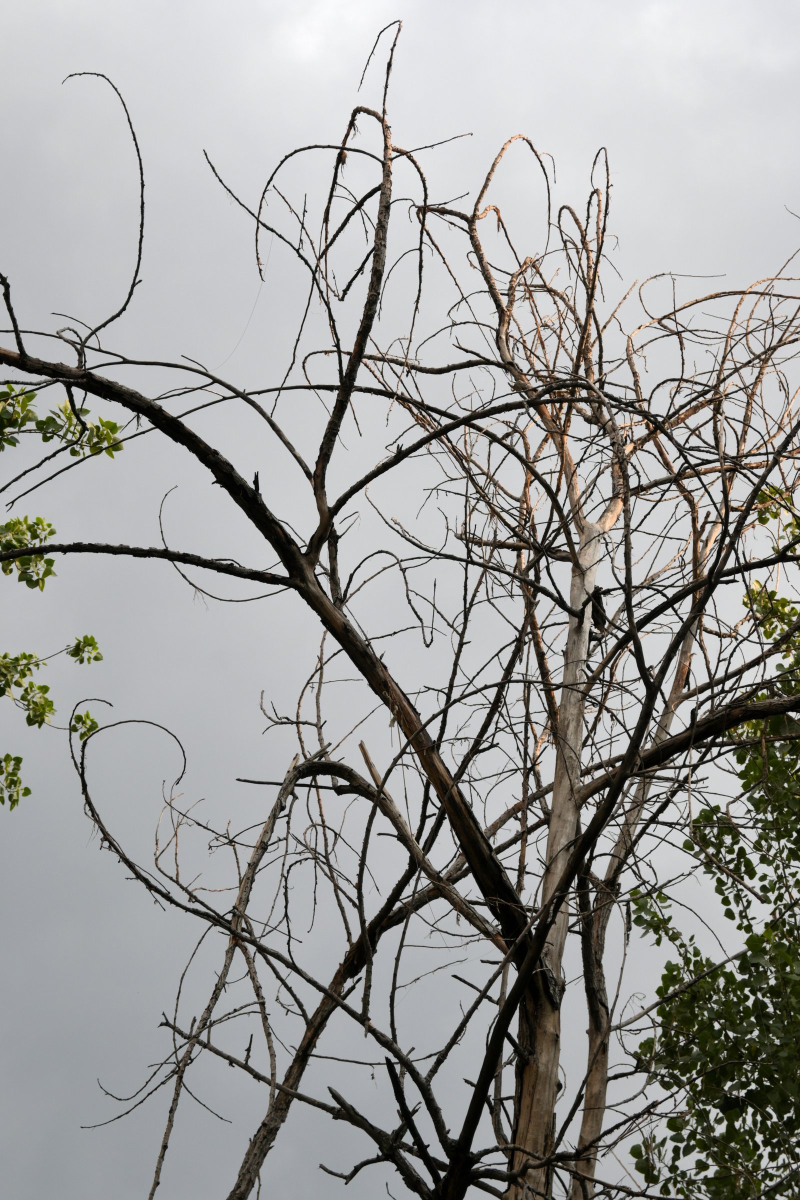Dry tree in autumn season - pepiko