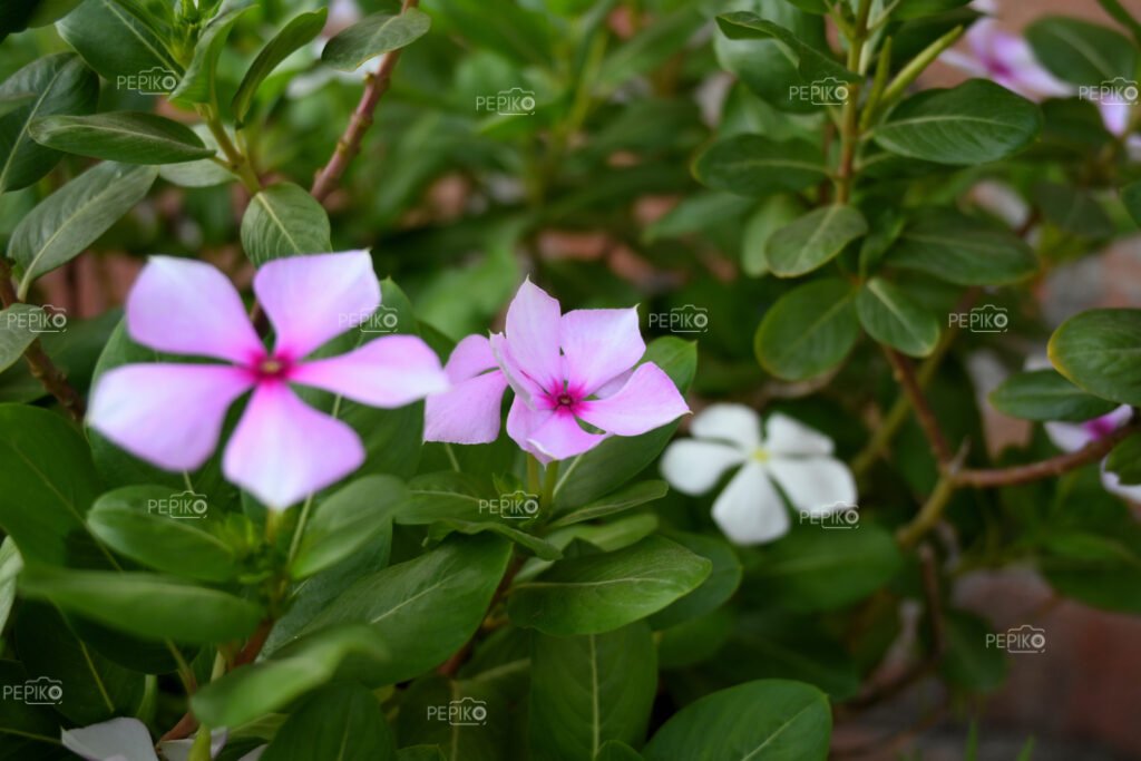 
									Closeup of pink periwinkle flower with green leaves in garden