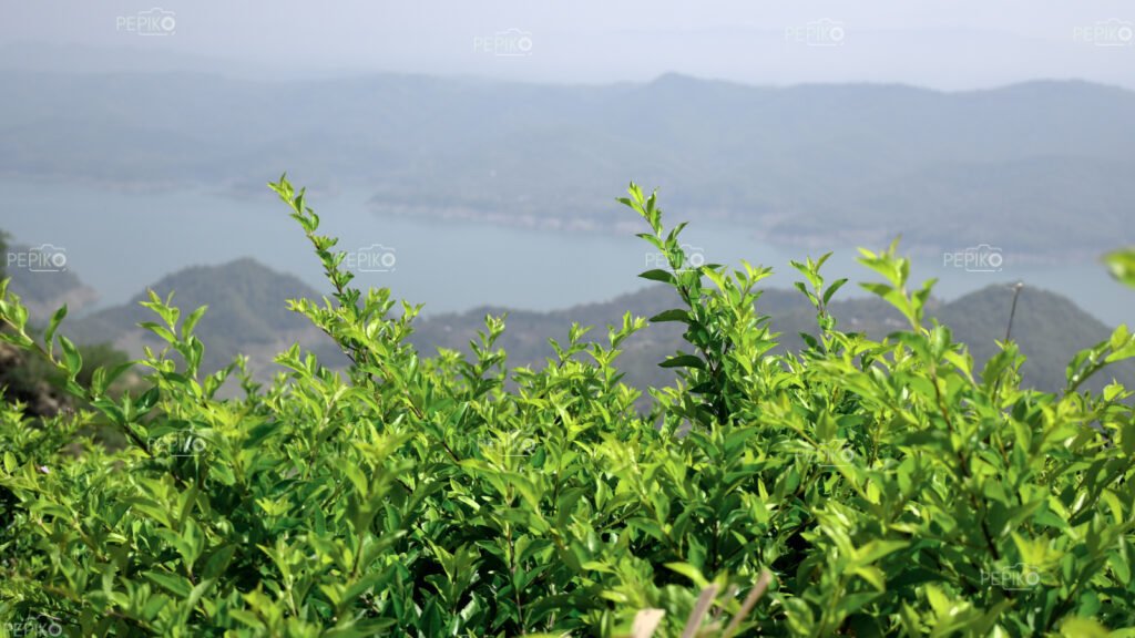 Green bushes in mountains