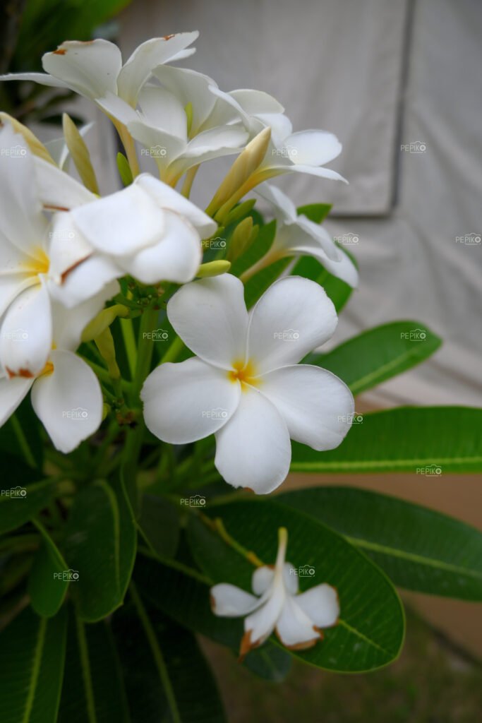 White flower closeup with green leaves